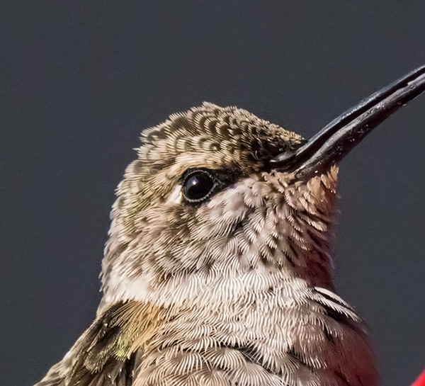 hummingbird photo sharpened