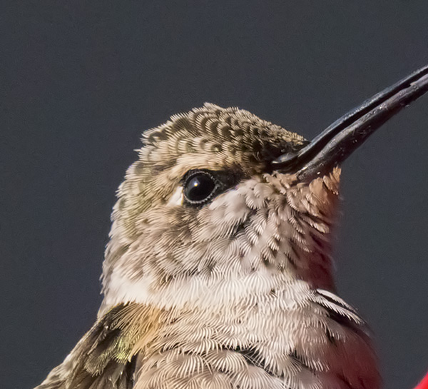 hummingbird detail macphun noiseless