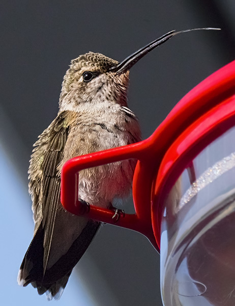 hummingbird photo – lumix