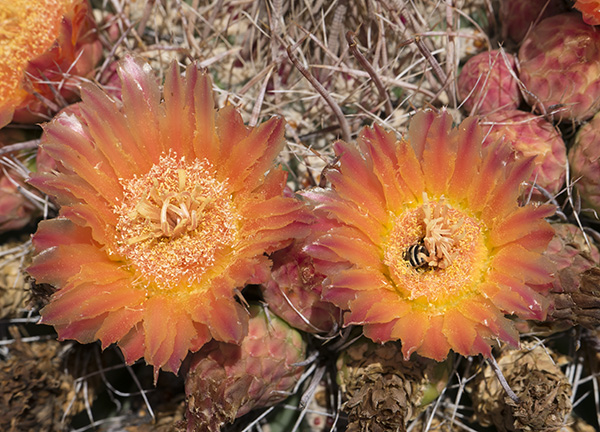 full sun cactus image