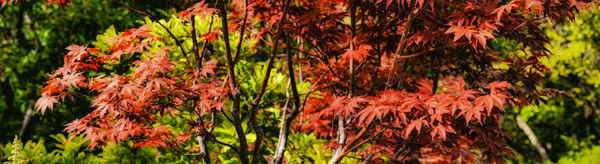 red butte arboretum