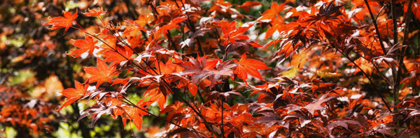 red butte arboretum panorama photo