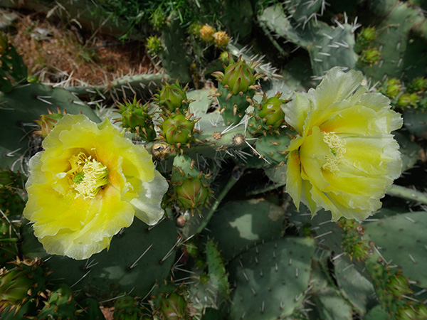 cactus blooms photo