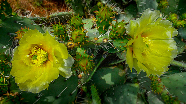 processed image prickly pear