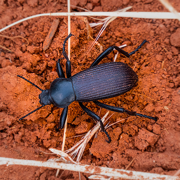 common desert beetle photo