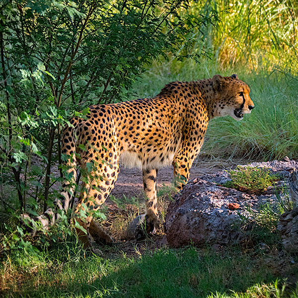 jaguar at zoo in phoenix