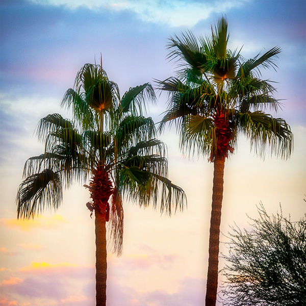 palm tree sunset bob coates photography