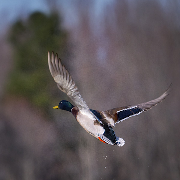 male mallard duck photo