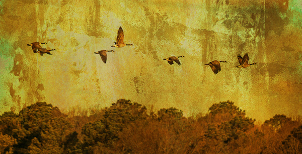 geese in flight art bob coates photography