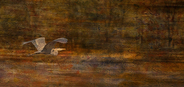 heron in flight art image