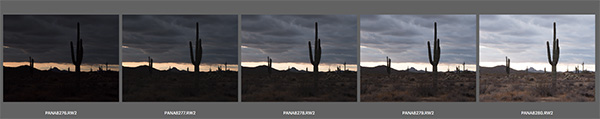 cactus bracket image of five images