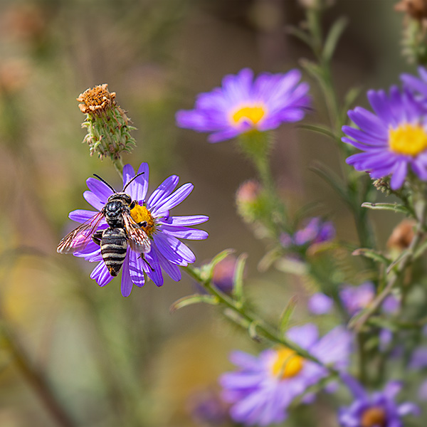 bee in flower image