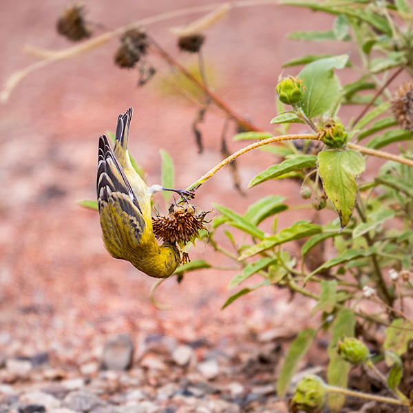 lesser goldfinch feeding photo