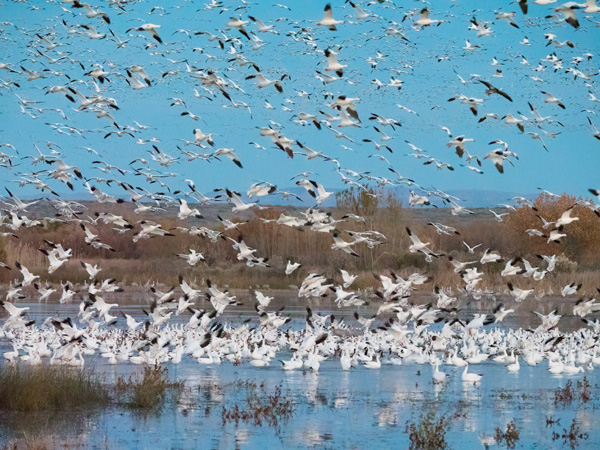 snow geese take flight image