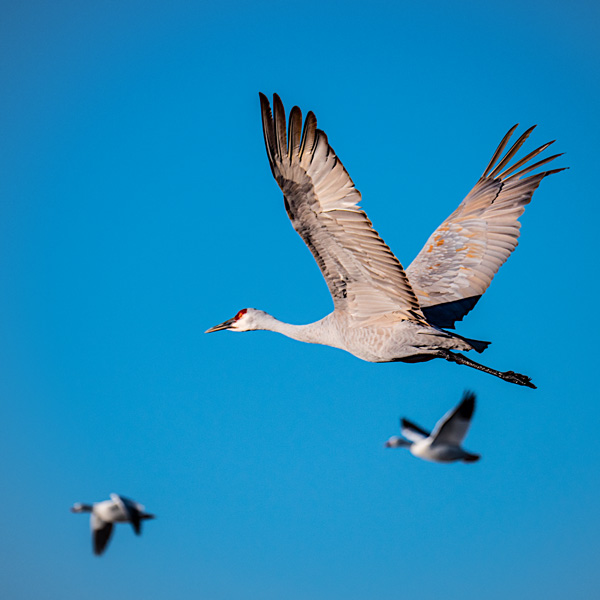 crane in flight