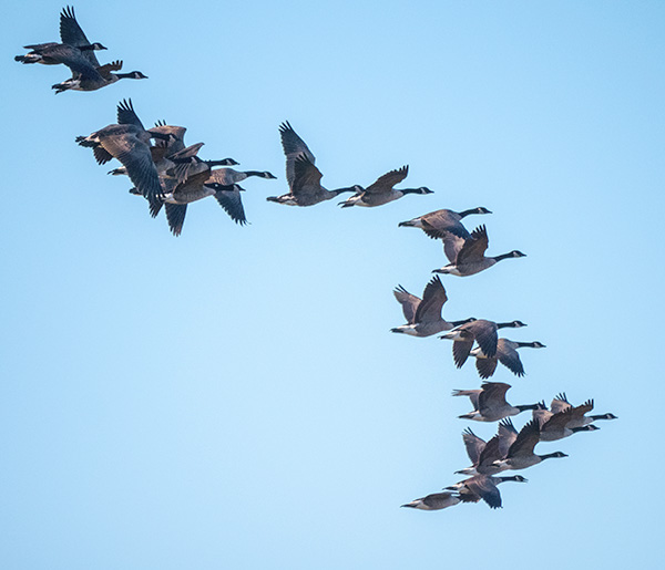 canada geese in loose formationon