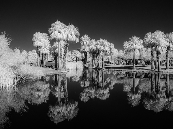 infrared photo palms and water