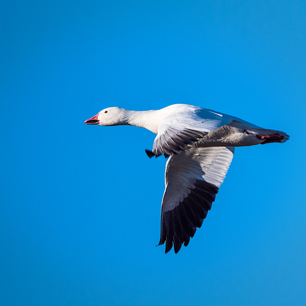 snow goose in flight