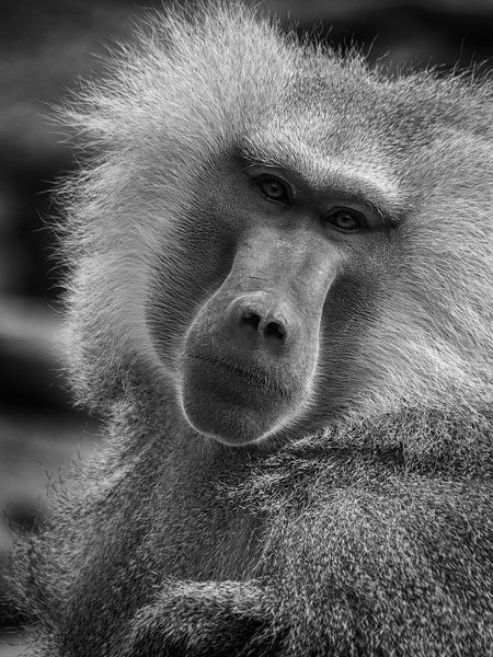 baboon portrait at phoenix zoo