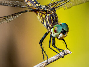 dragonfly close-up image