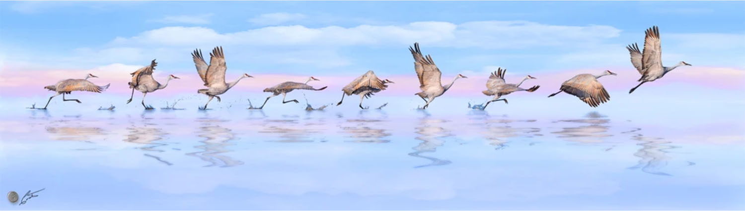sandhill crane taking flight artistic image