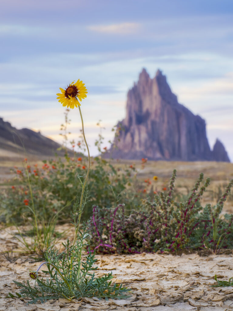 Flower with shiprock new mexico